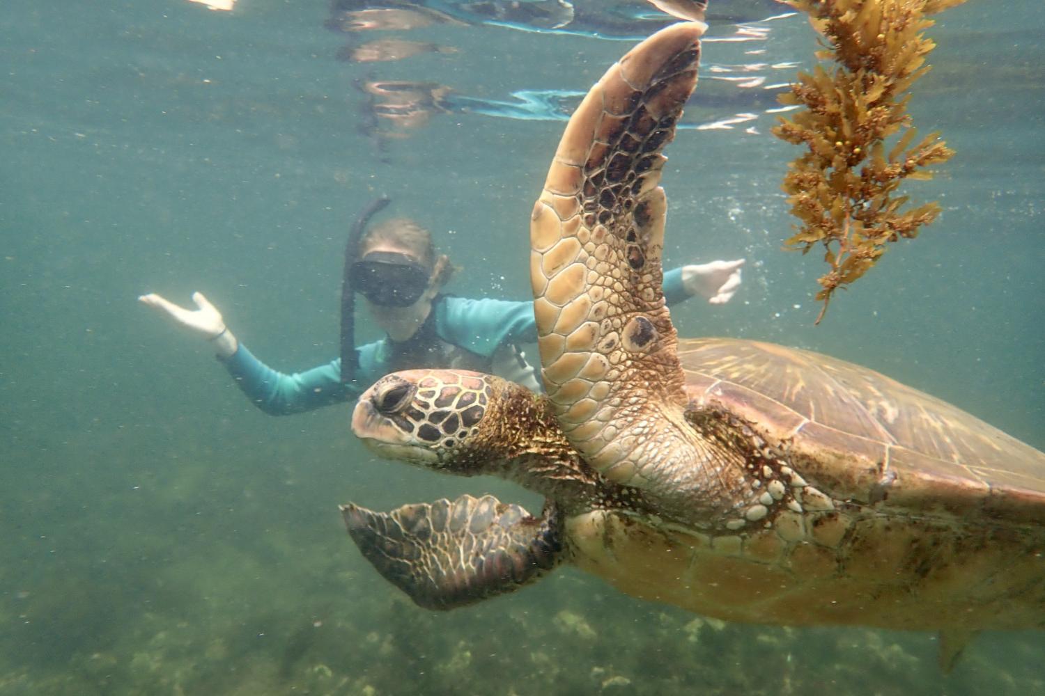 一名<a href='http://zcd.ngskmc-eis.net/'>全球十大赌钱排行app</a>学生在Galápagos群岛游学途中与一只巨龟游泳.